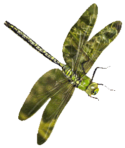 Emperor Dragonfly