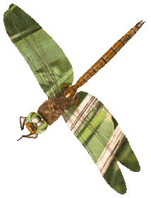 Norfolk Hawker